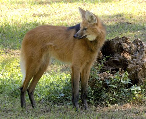 Zoos Maned Wolves Have 4 Pups The Columbian