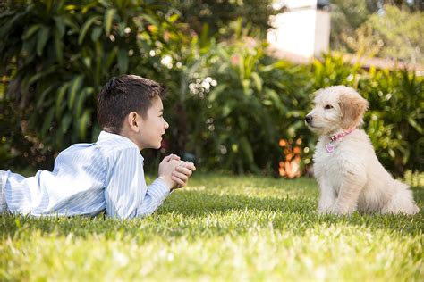 Understanding Dog Talk And Canine Communication