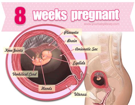 Yourbabylibrary 8 Weeks Pregnant The Prenatal Care Begins