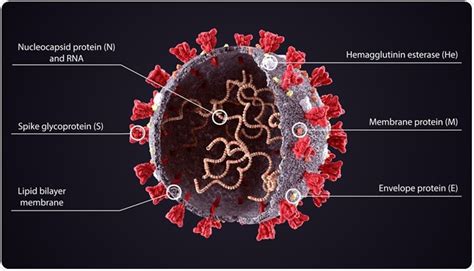 Neutralizing Sars Cov 2 Via S Protein