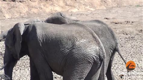Male Elephants Mounting Show Of Dominance Youtube
