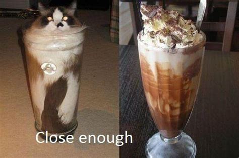 Use our best cat & the fiddle coupon codes to redeem 20% off & free shipping ✅ save with the latest indulge on cat & the fiddle cheesecakes to make your day. 26 Pictures That Prove Cats Are Liquid