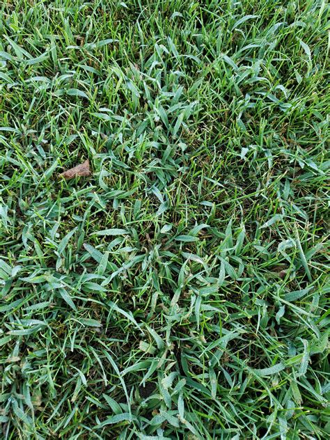 Reduces fungal diseases in your grass by preventing the anaerobic conditions in which fungal disease thrives. Grass ID and overseed plan - The Lawn Forum