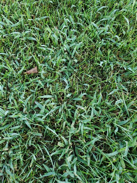 This will often make sense, and it is something that. Grass ID and overseed plan - The Lawn Forum