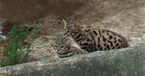 The Black Footed Cat The Worlds Most Dangerous Cat