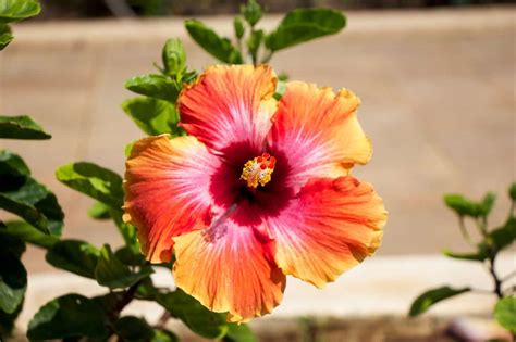 20 Hawaiian Flowers To Create Tropical Garden Morflora