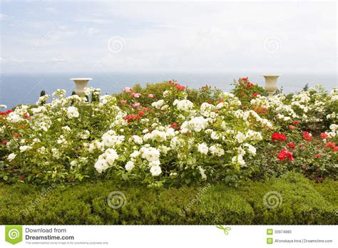 We've combed through dozens of. Rose garden on sea shore stock photo. Image of park, white ...