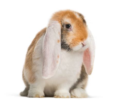 French Lop Rabbit Stock Photos Pictures And Royalty Free Images Istock