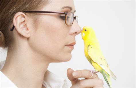 Top 7 Reasons Pet Birds Make Fitting Companions