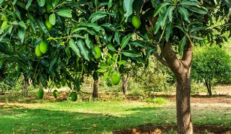 Best Potting Soil For Mango Trees A Tropical Guide To Fruitful Trees