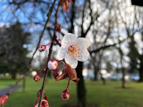 Where to See Cherry Blossom Trees in Portland - Portland Living on the Cheap