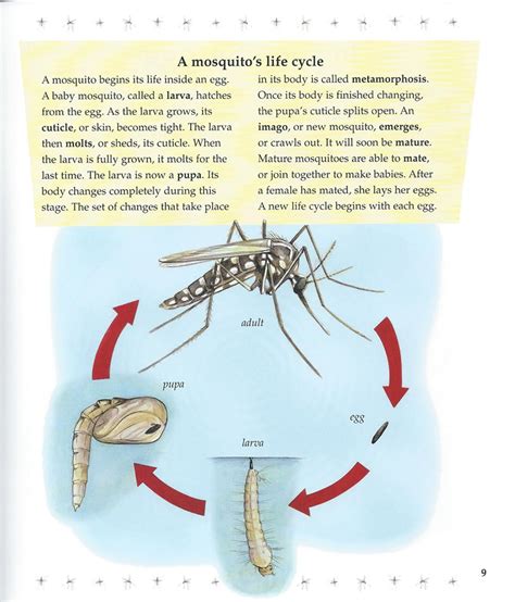 Life Cycle Of A Mosquito 91e