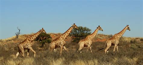 history timing and best time to visit kgalagadi transfrontier national park upington south africa