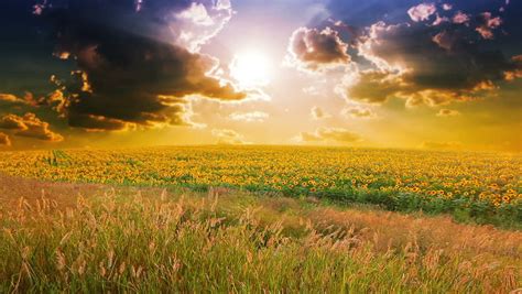Flowering Sunflowers On A Background Sunset Stock Footage Video 1374700