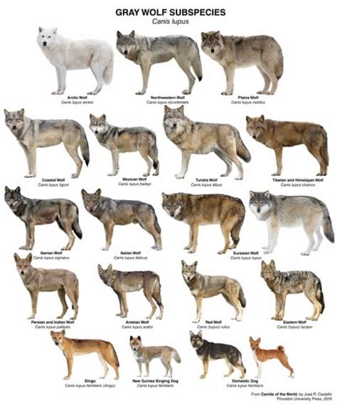 Gray Wolf Subspecies Chart Raça De Cachorro Arte Sobre Animais