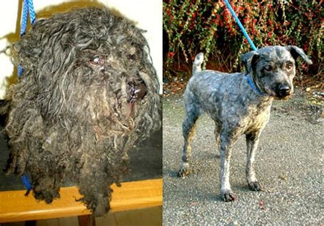 Heart Touching Before And After Photos Of Shelter Dogs