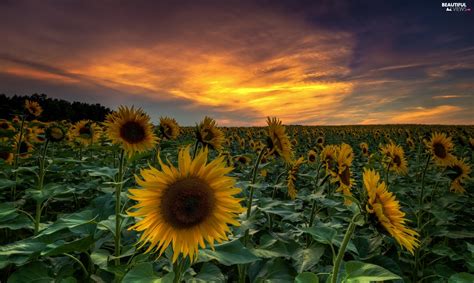 Nice Sunflowers Great Sunsets Field Beautiful Views Wallpapers