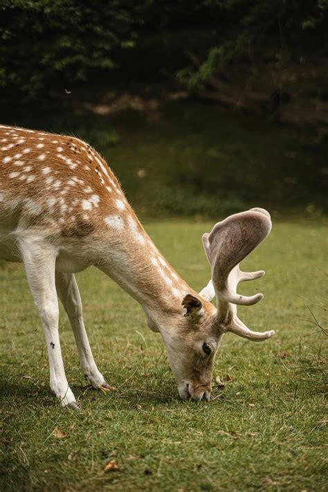 Adorable Deer Grazing On Meadow · Free Stock Photo