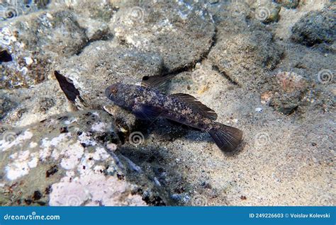 The Black Mediterranean Goby Fish Gobius Niger Stock Image Image Of