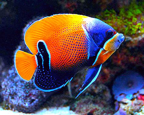 Tropische Zeevis De Majestic Angelfish Beautiful Tropical Fish