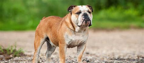 They will also greatly appreciate it if you do not leave them alone for extended periods of time, as they are known as a people puppy and crave human interaction. English Bulldog Puppies For Sale - English Bulldogs ...