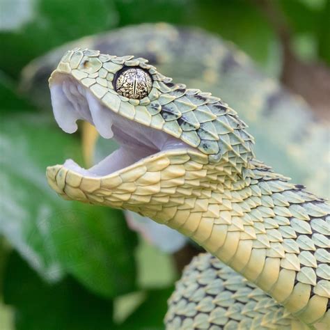 African Snakes Bush Vipers Pretty Snakes Beautiful Snakes Cute