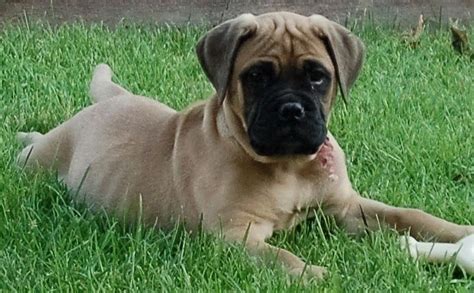 English bulldog puppies for rehoming. If you find a breeder in ohio or an online advertisement on craigslist advertisin… | Bullmastiff ...