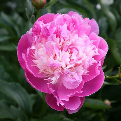 Buy Paeony Or Peony Paeonia Lactiflora Bowl Of Beauty Delivery By