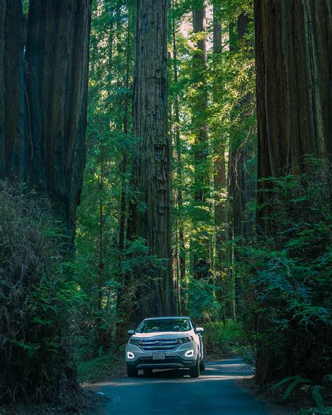 Jurassic Park The Redwoods Sequoia Sempervirens In Humbo Flickr