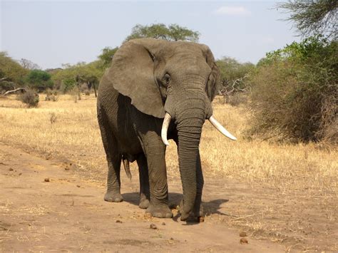 However their diet changes with the change in habitat. Free stock photo of africa, african bush elephant, elephant
