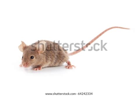 Small Mouse Isolated On White Background Stock Photo Edit Now 64242334