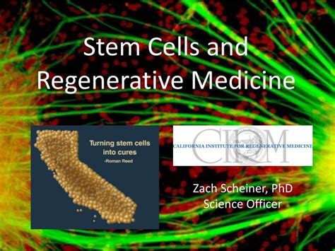 Ppt Stem Cells And Regenerative Medicine Powerpoint Presentation
