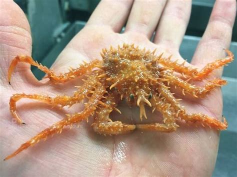 We Know Nothing About Deep Sea Creatures 40 Pics