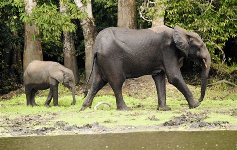 Gabon African Forest Elephants