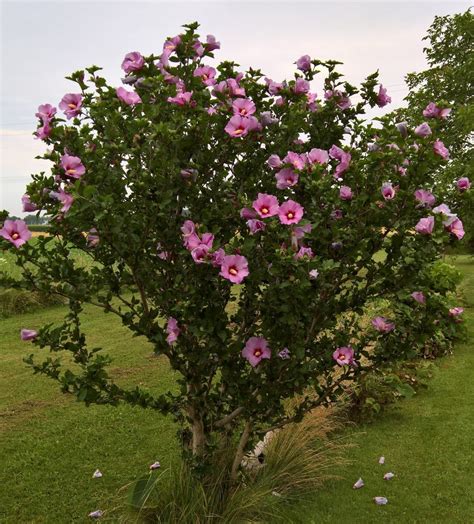Rose Of Sharon Althea Plants Gardenland Usa Improve Your Environment