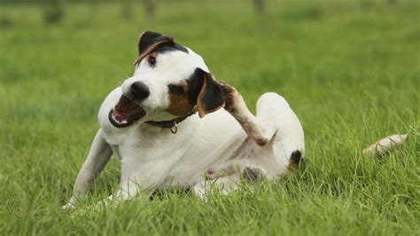 Itchy Dog Skin Causes Treatment And Home Remedies For Dog Itchy Skin