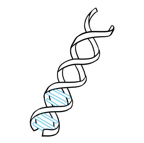 How To Draw Dna How To Draw Dna Easy Driggs Wispond