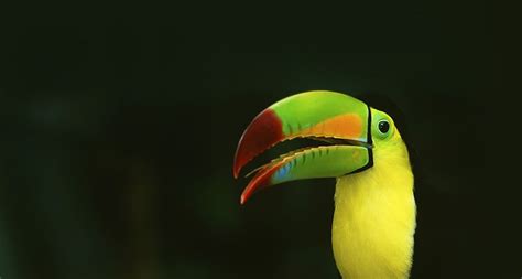 Bing Toucan Oiseaux