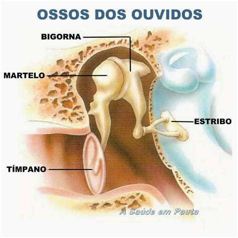 Qual O Menor Osso Do Corpo