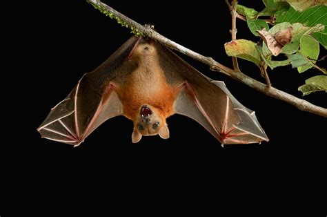 2021 marucci cat 9 cat connect review. Mystery Solved: How Bats Can Land Upside Down | Mammals ...