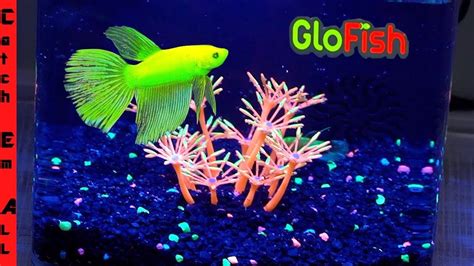Betta Glo Fish Aquarium Full Diy Review And Tank Build Youtube