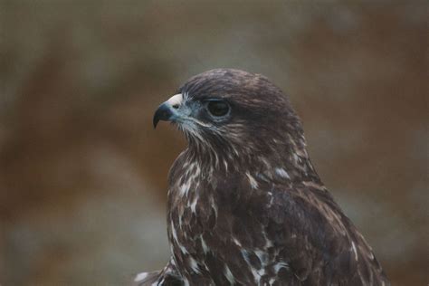 2000x823 / animal, avian, beak, bird, bird of prey, black and white