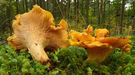 Farms Forests Foods Finding Wild Mushrooms Tips From Experienced Foragers