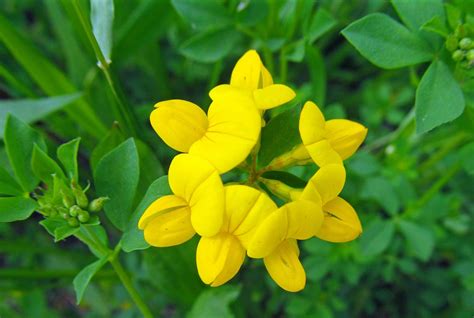 Birds Foot Trefoil Lotus Corniculatus Photograph Along The Montour