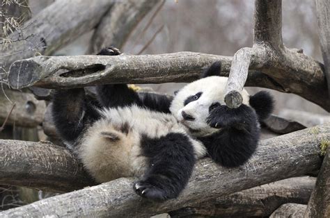 Photo Josef Gelernter Panda Panda Bear Giant Panda
