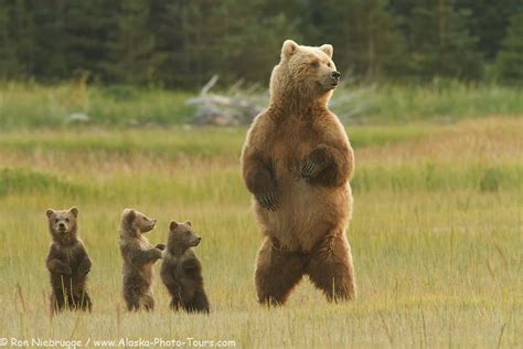 Sow With Triplet Brown Or Grizzly Bear Spring Cubs Lake Clark National