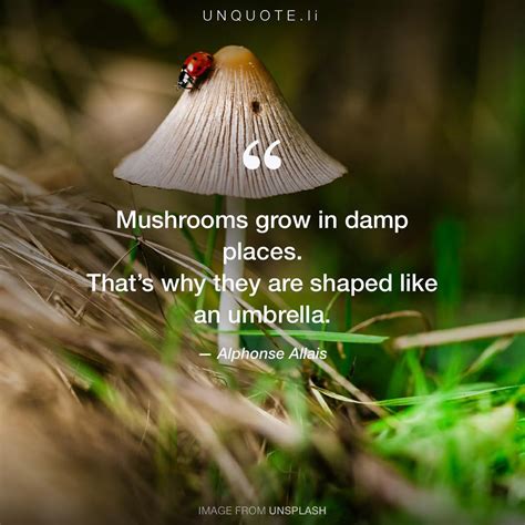 Maybe you would like to learn more about one of these? Mushrooms grow in damp p... Quote from Alphonse Allais - Unquote