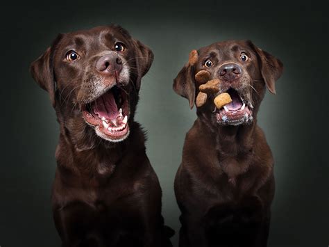 Photographer Christian Vieler Amazingly Captured The Portraits Of Dogs