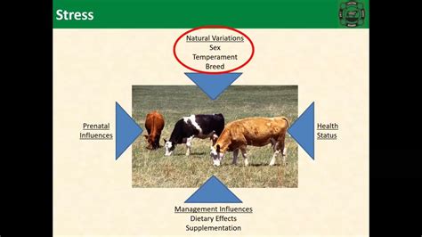 Heat Stress Webinar Series Session 3 Mitigating The Impacts Of Heat Stress Cattle Youtube
