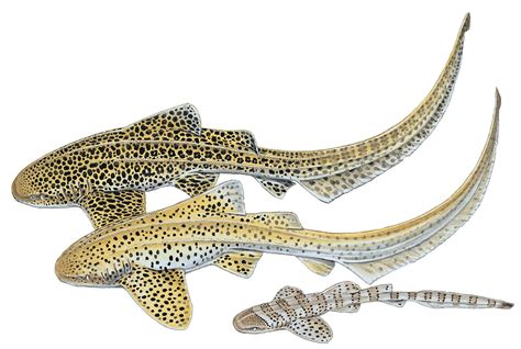 Zebra Shark Stegostoma Fasciatum — Shark Research Institute